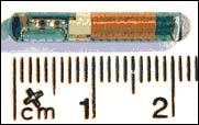 Il microchip. Come si può vedere il dispositivo è poco più lungo di 2 cm.